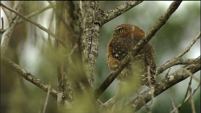Cuban Pygmy-Owl - ML458860