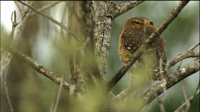 Cuban Pygmy-Owl - ML458861