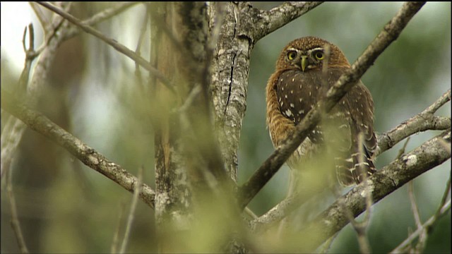 Cuban Pygmy-Owl - ML458862