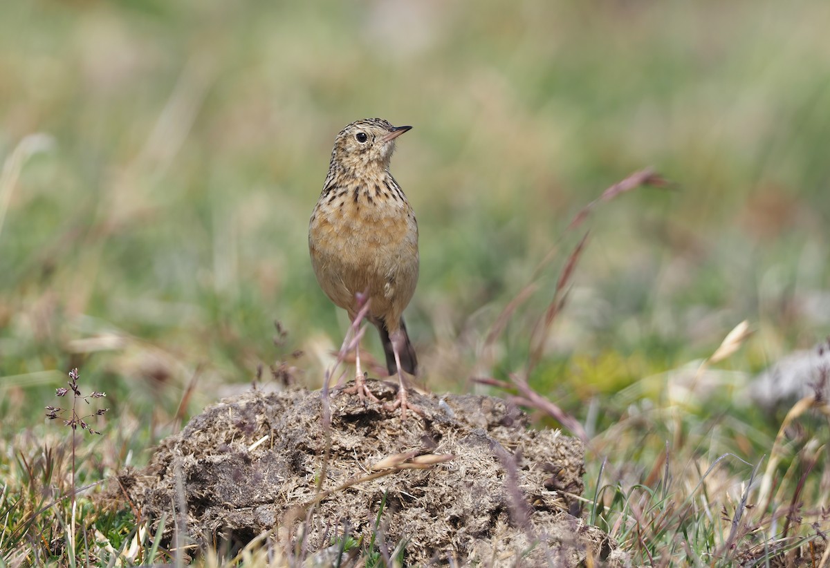 Paramo Pipit (bogotensis Group) - Sam Woods