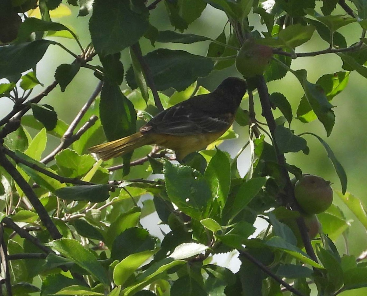 Orchard Oriole - ML458862751