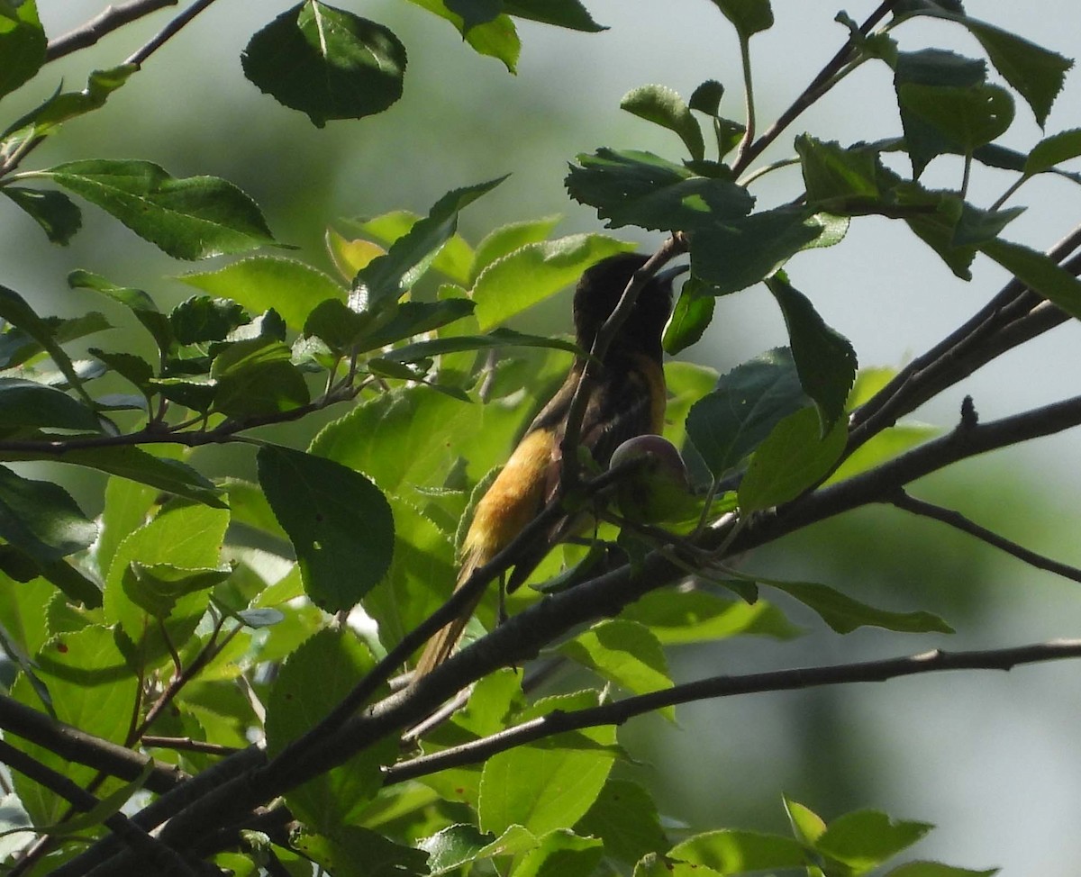 Orchard Oriole - ML458862771