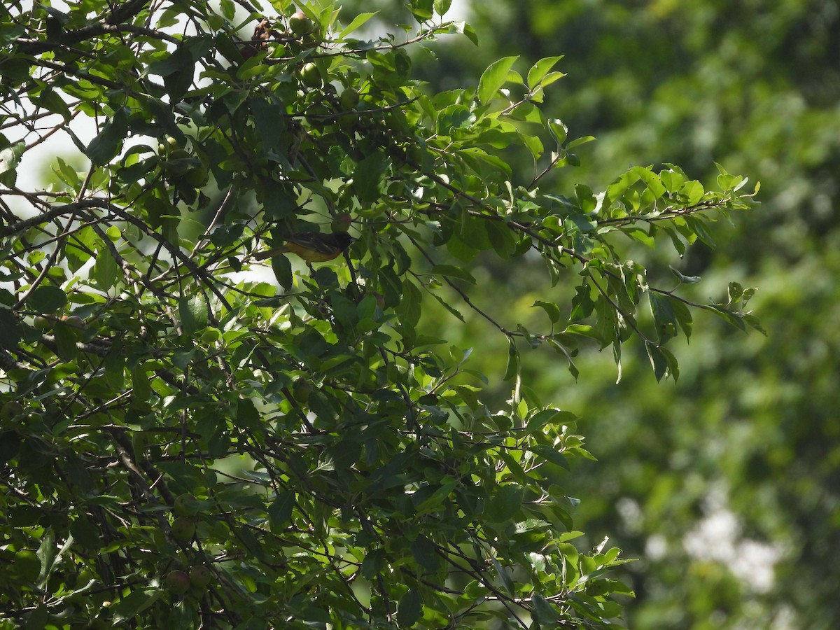 Orchard Oriole - ML458862791