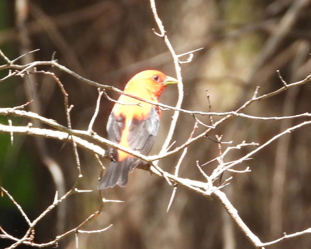 Scarlet Tanager - Doug Pfeiffer