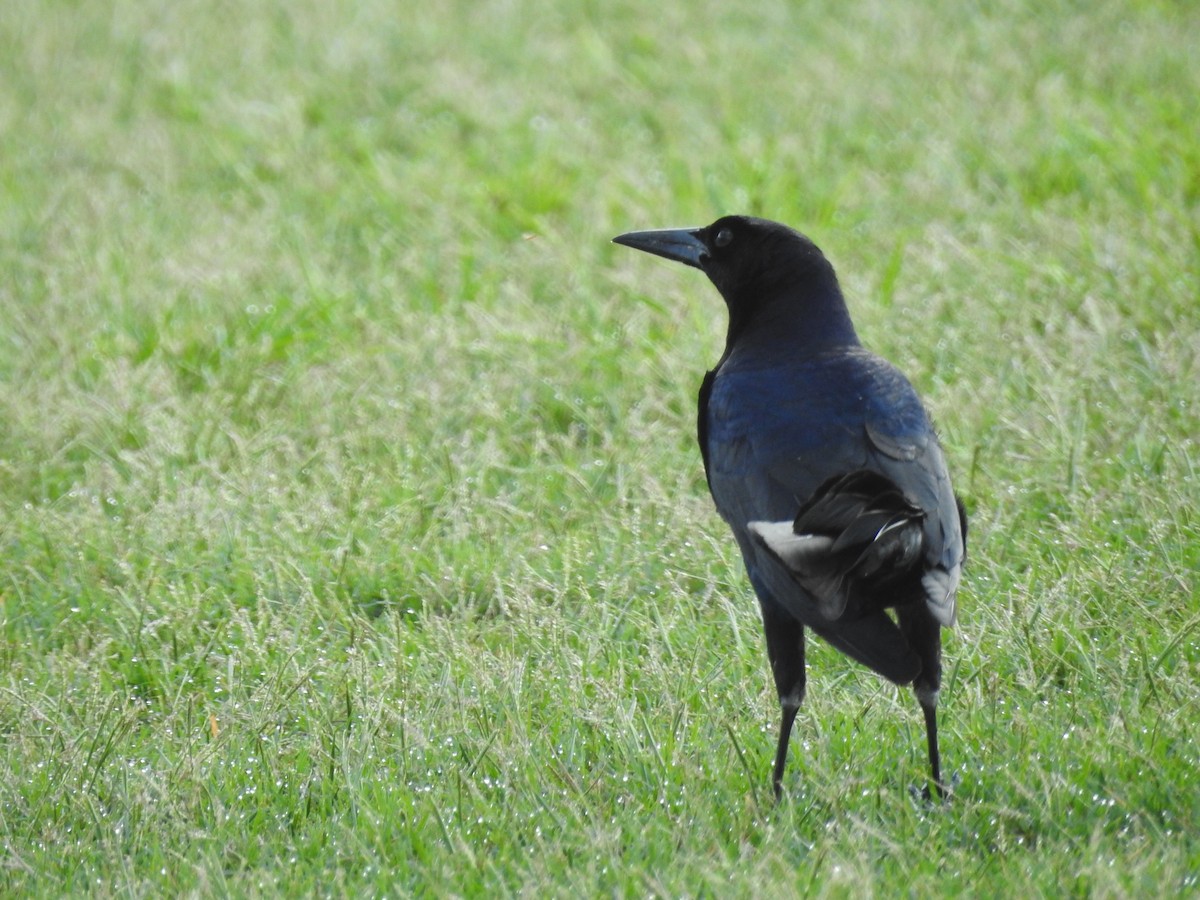 Boat-tailed Grackle - Wendy Meehan