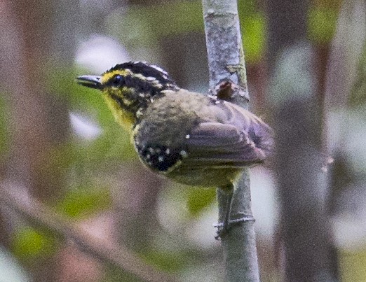 Yellow-browed Antbird - ML458865871
