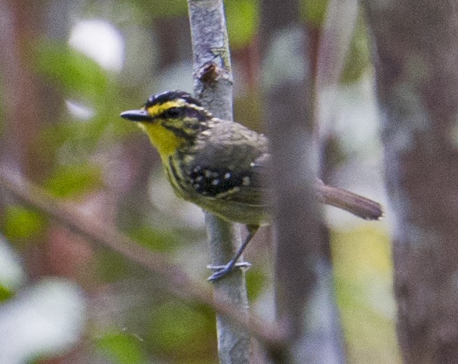 Yellow-browed Antbird - ML458865881