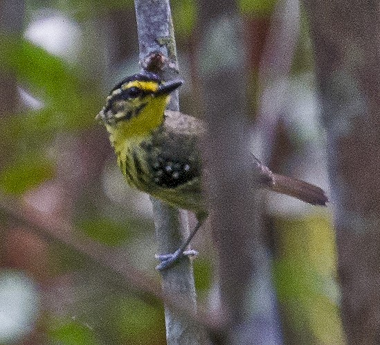 Yellow-browed Antbird - ML458865901