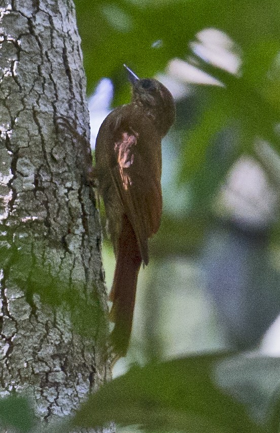 Wedge-billed Woodcreeper - johnny powell