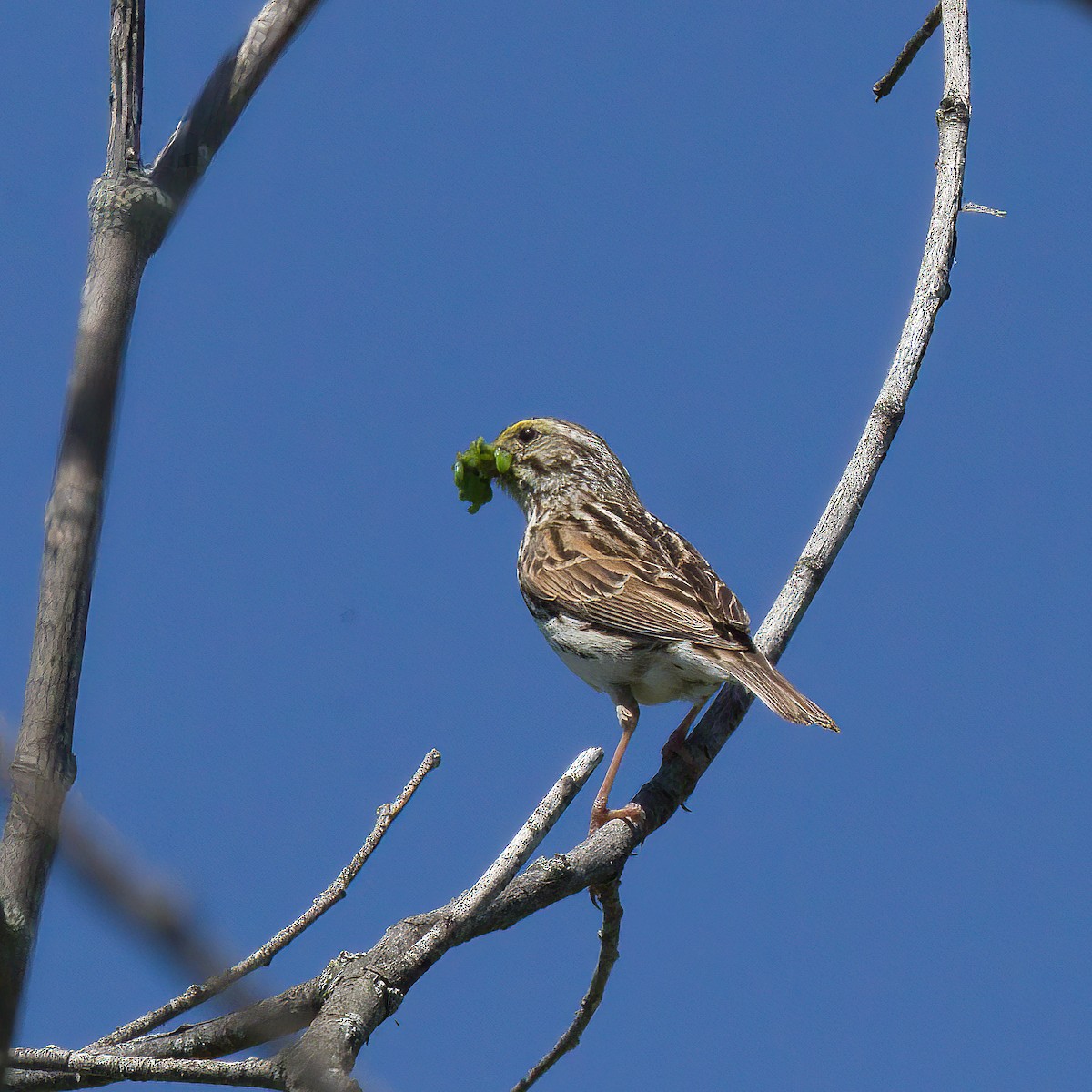 Savannah Sparrow - ML458866711