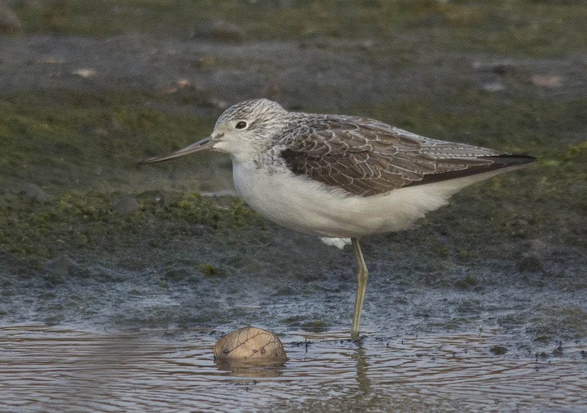 Common Greenshank - Jerry Ting