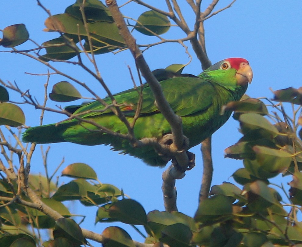 Red-crowned Parrot - ML45886761