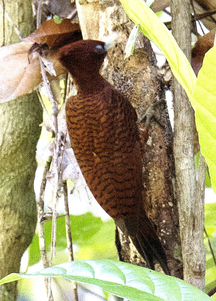 Waved Woodpecker (Scale-breasted) - johnny powell