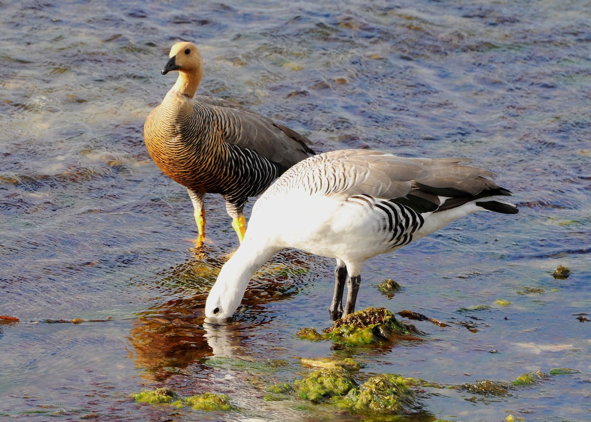 Upland Goose - Laurence Green