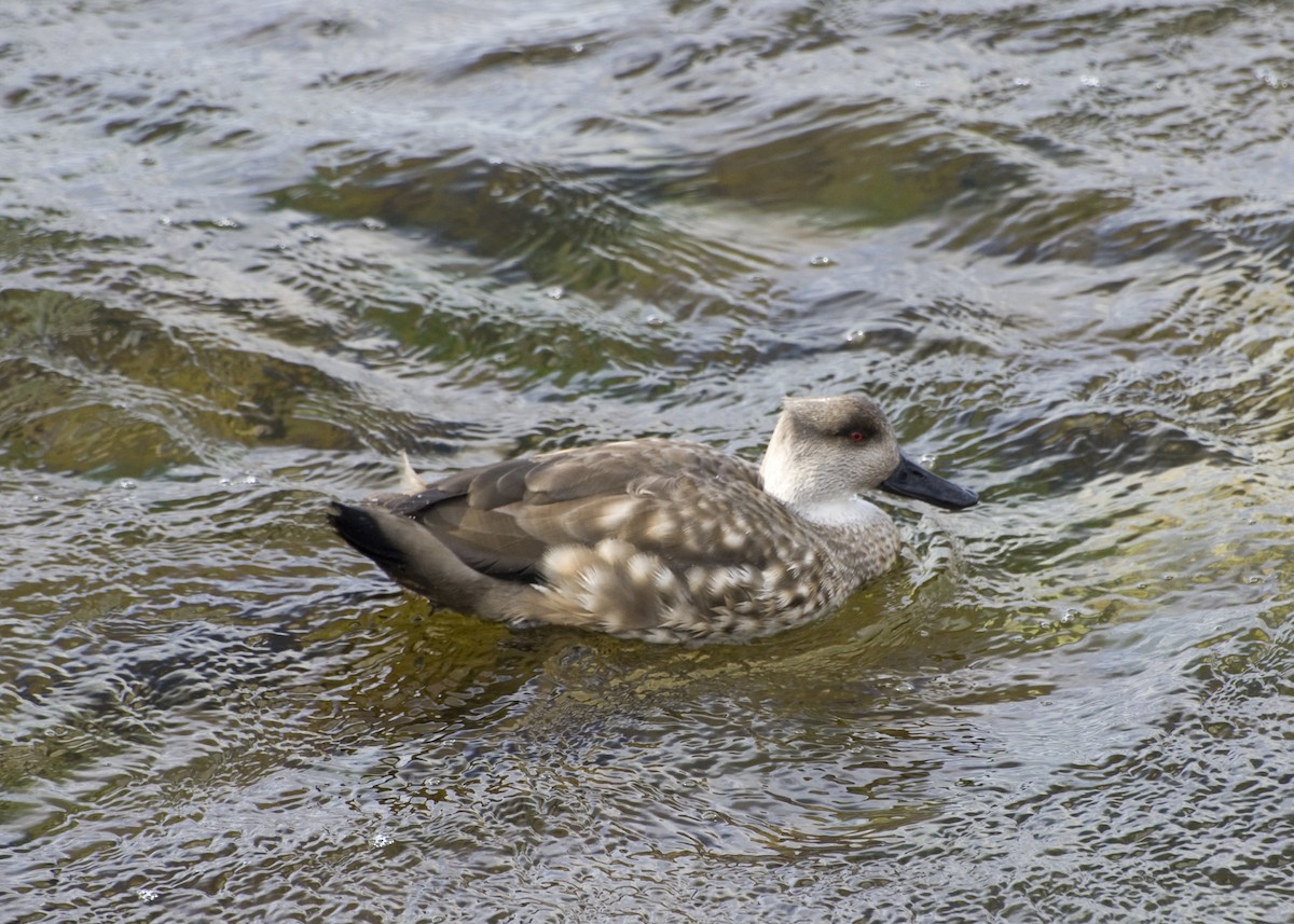 Crested Duck - Laurence Green