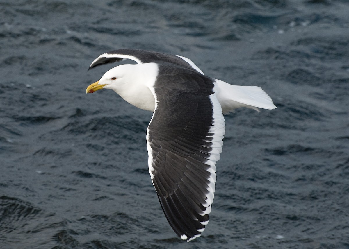 Kelp Gull - Laurence Green