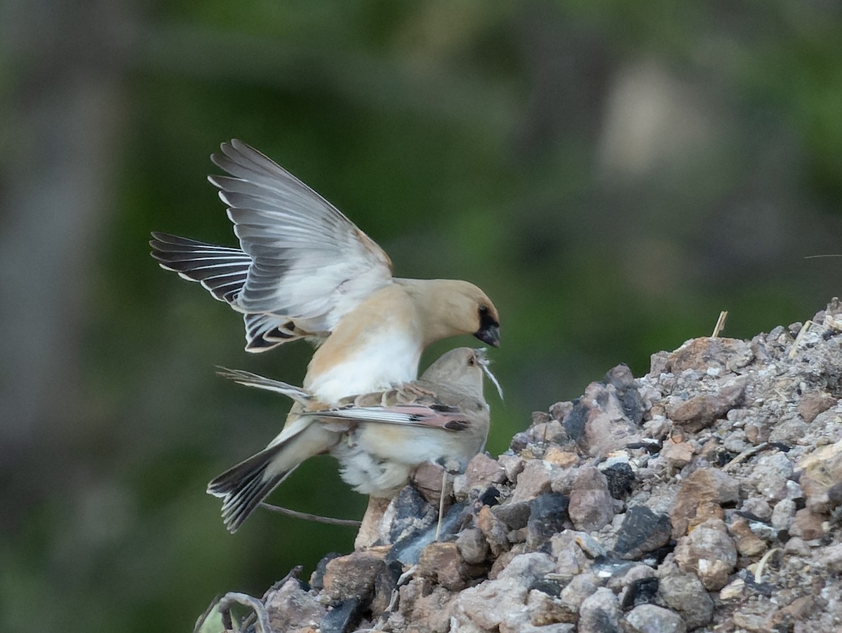 Desert Finch - ML458869741