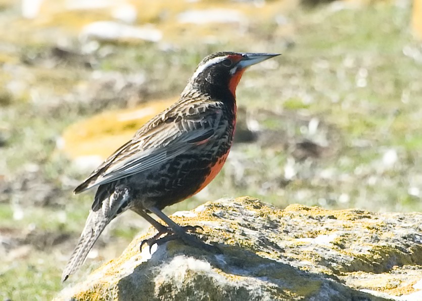 Long-tailed Meadowlark - Laurence Green