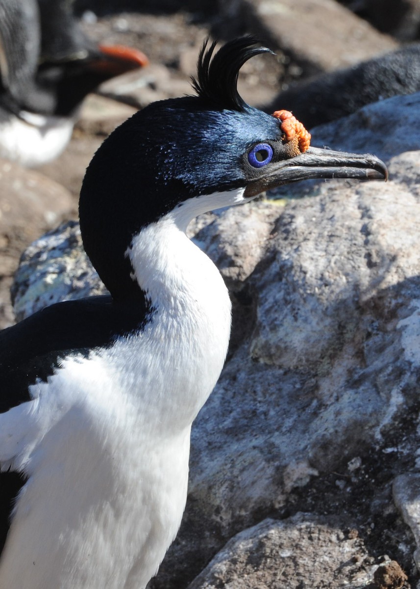 Cormorán Magallánico - ML458870501