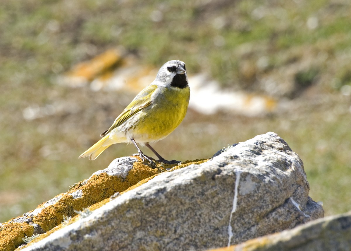 White-bridled Finch - Laurence Green