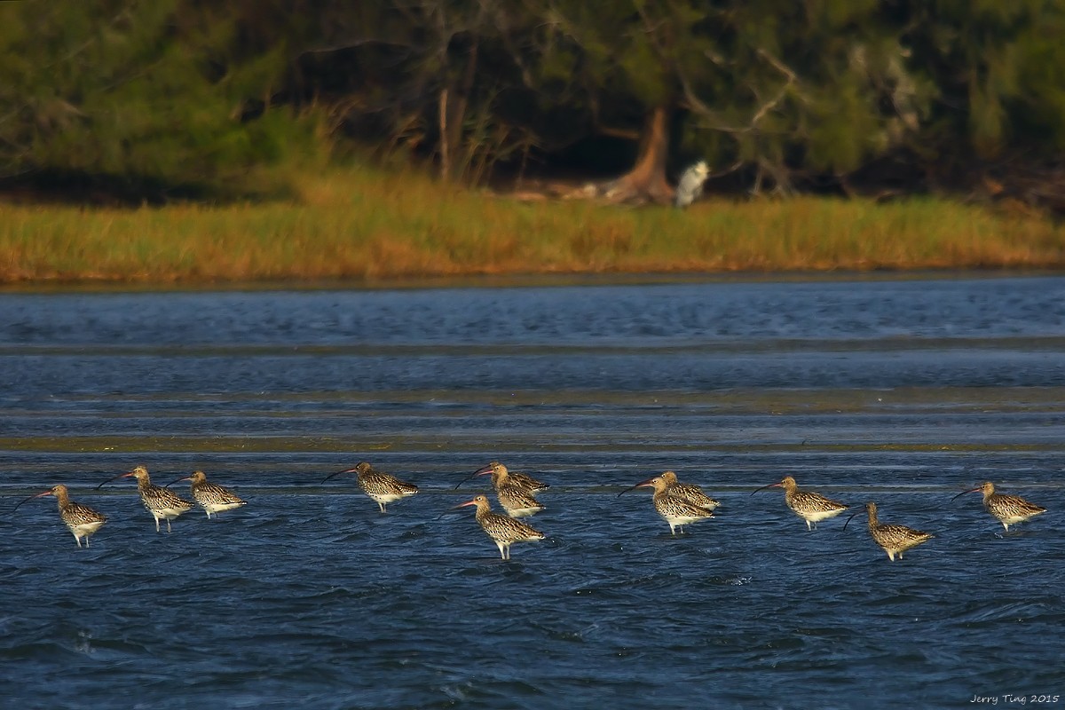 Eurasian Curlew - Jerry Ting