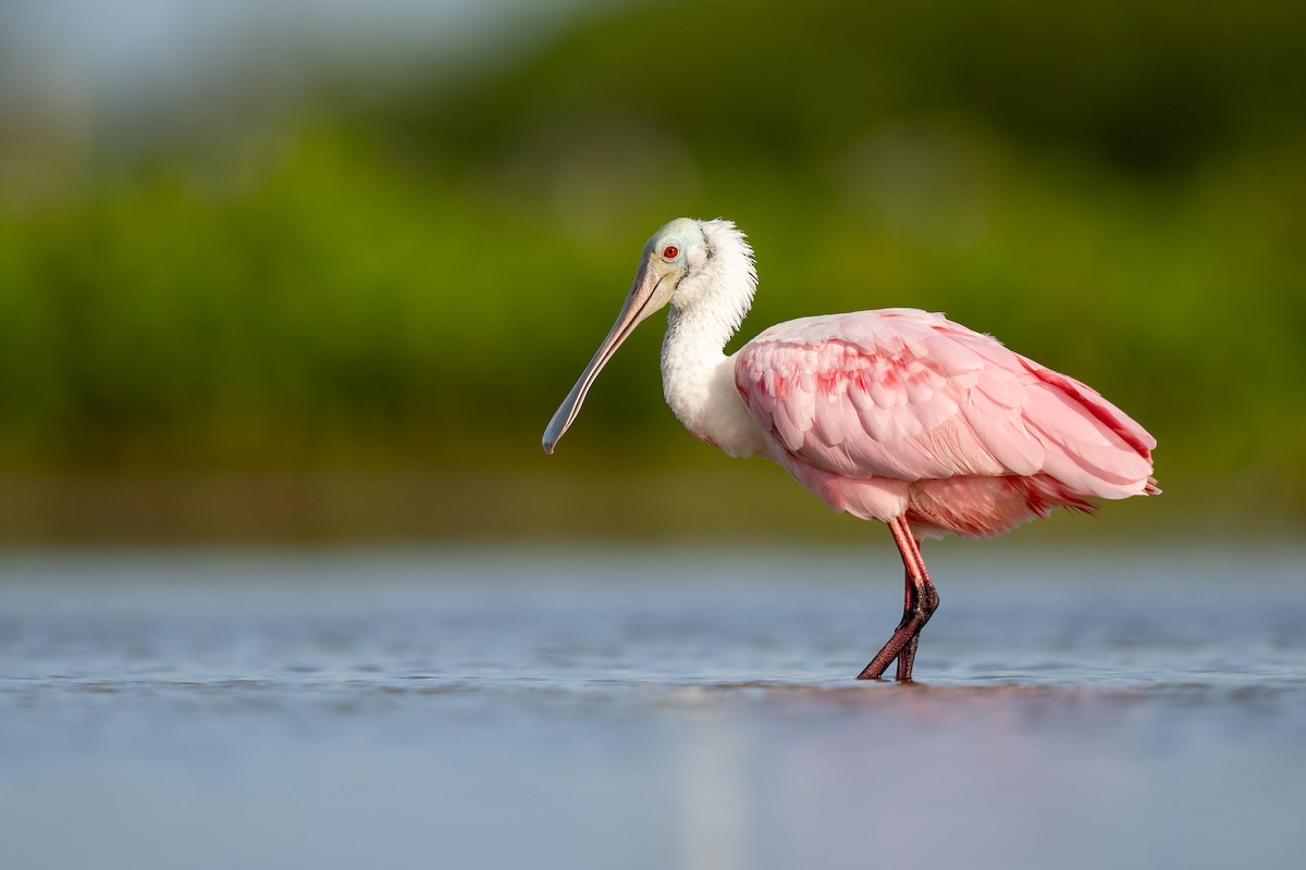 Roseate Spoonbill - ML458871761