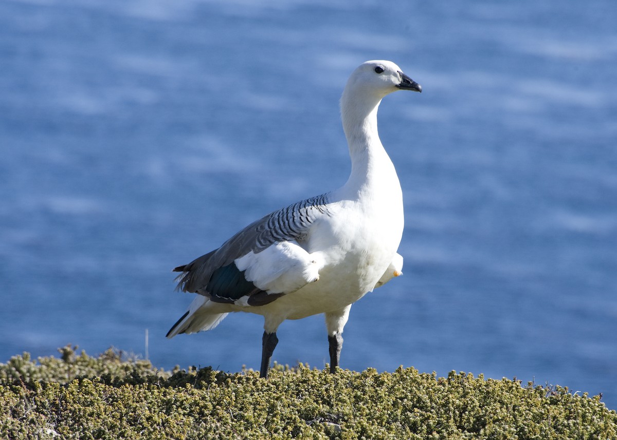 Upland Goose - ML458871931