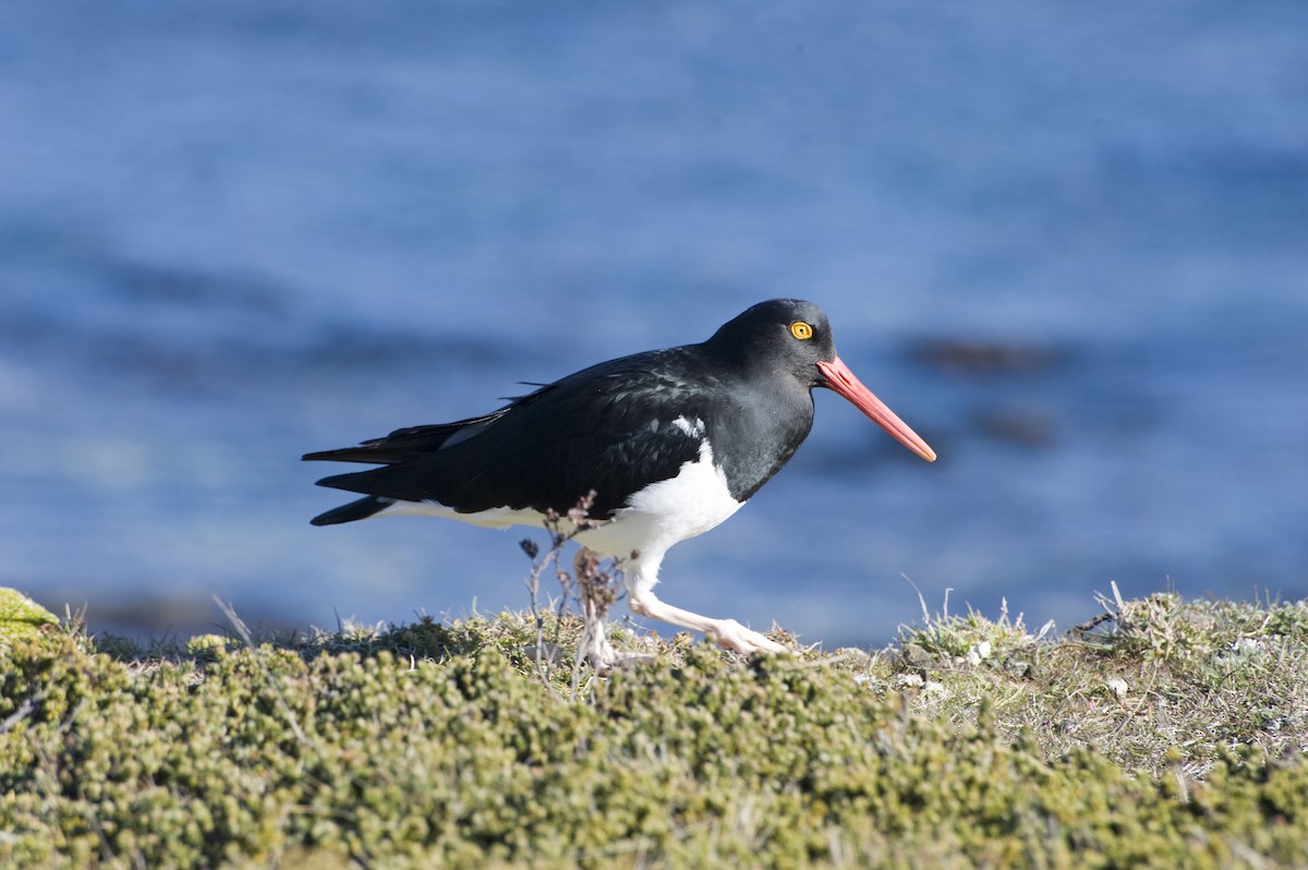 Magellanic Oystercatcher - Laurence Green