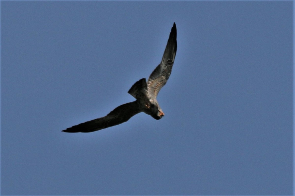 Mississippi Kite - ML458875951