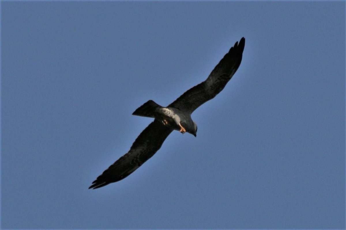 Mississippi Kite - ML458876051