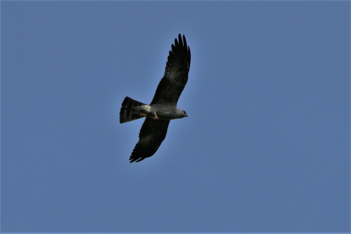 Mississippi Kite - ML458876101