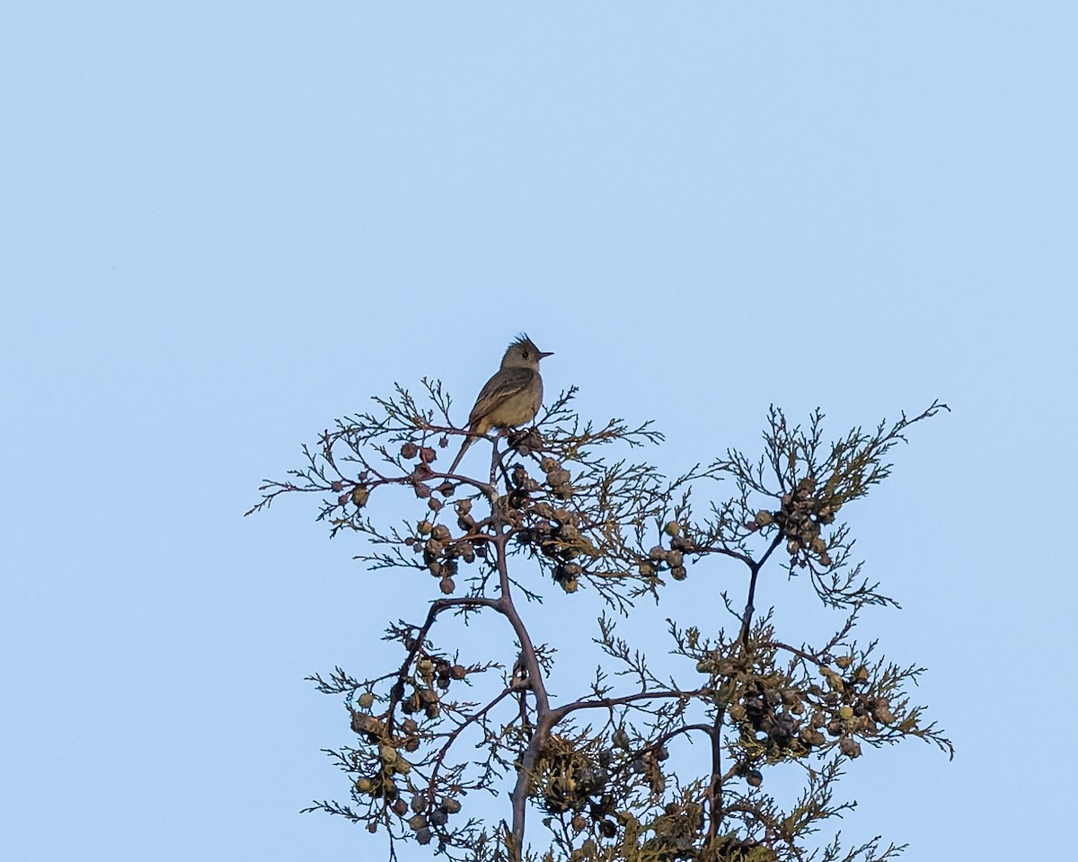 Greater Pewee - ML458876241