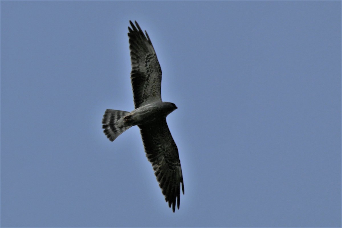 Mississippi Kite - ML458876431