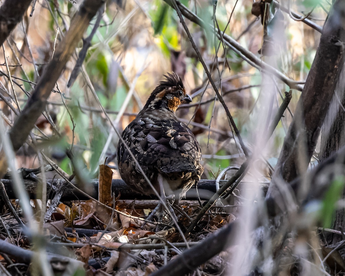 Singing Quail - Christopher Sloan