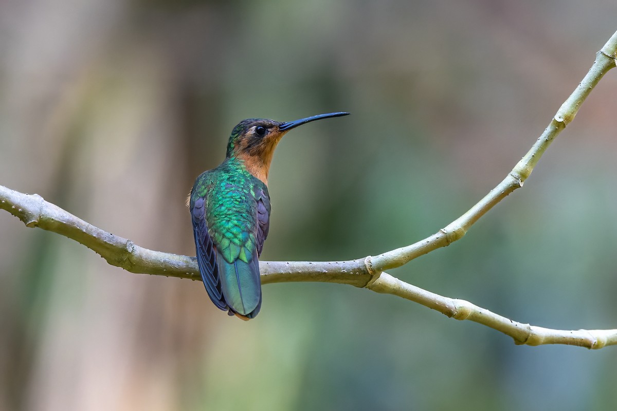 Rufous Sabrewing - Christopher Sloan