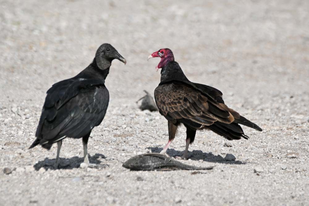 Black Vulture - ML458877421