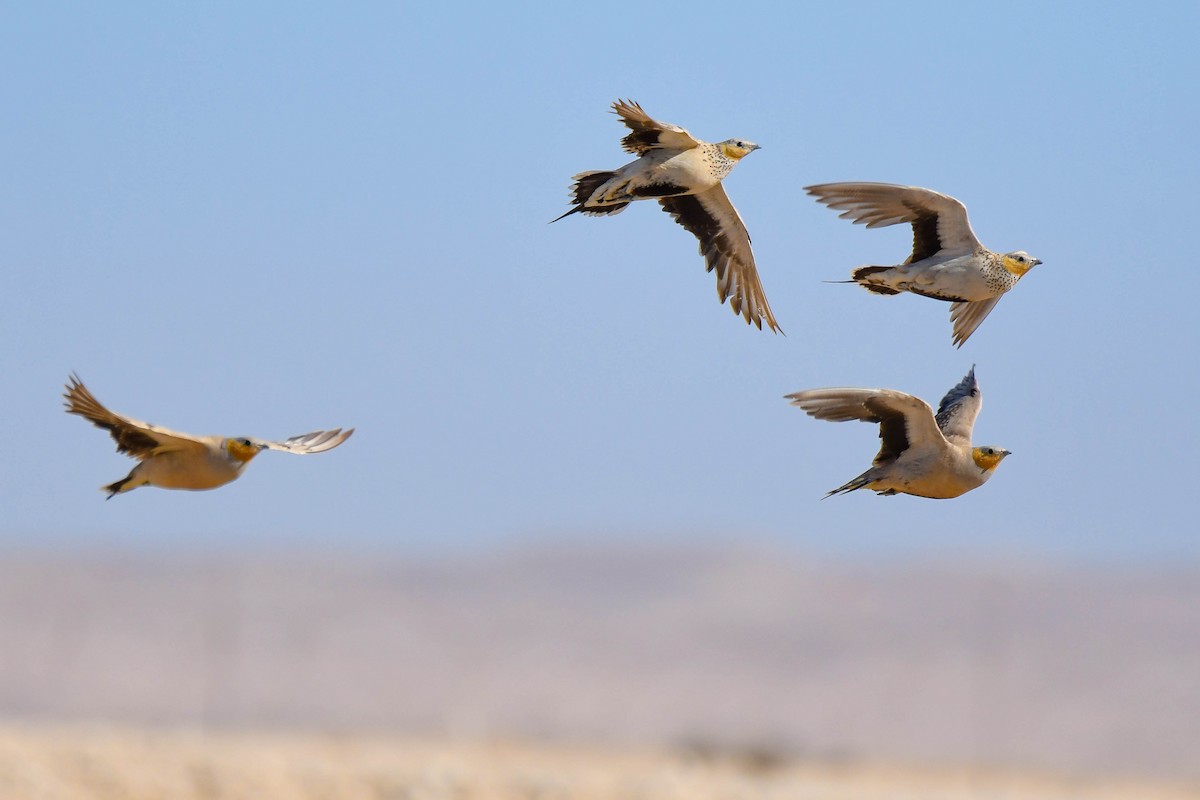 Spotted Sandgrouse - ML458878841