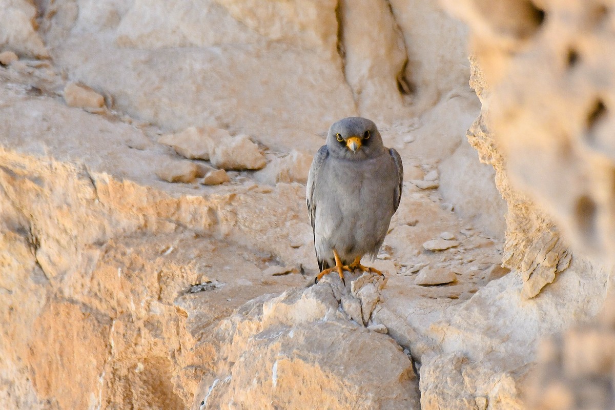 Sooty Falcon - Itamar Donitza