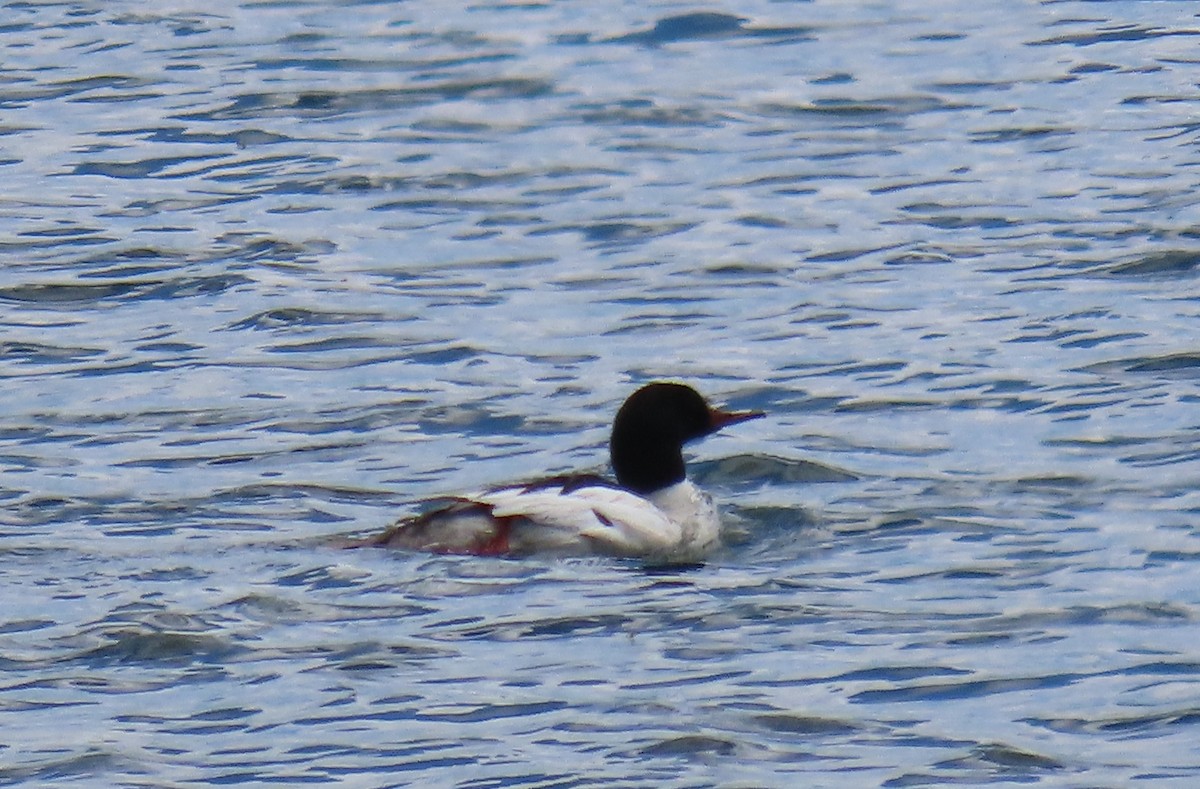 Common Merganser - ML458879801