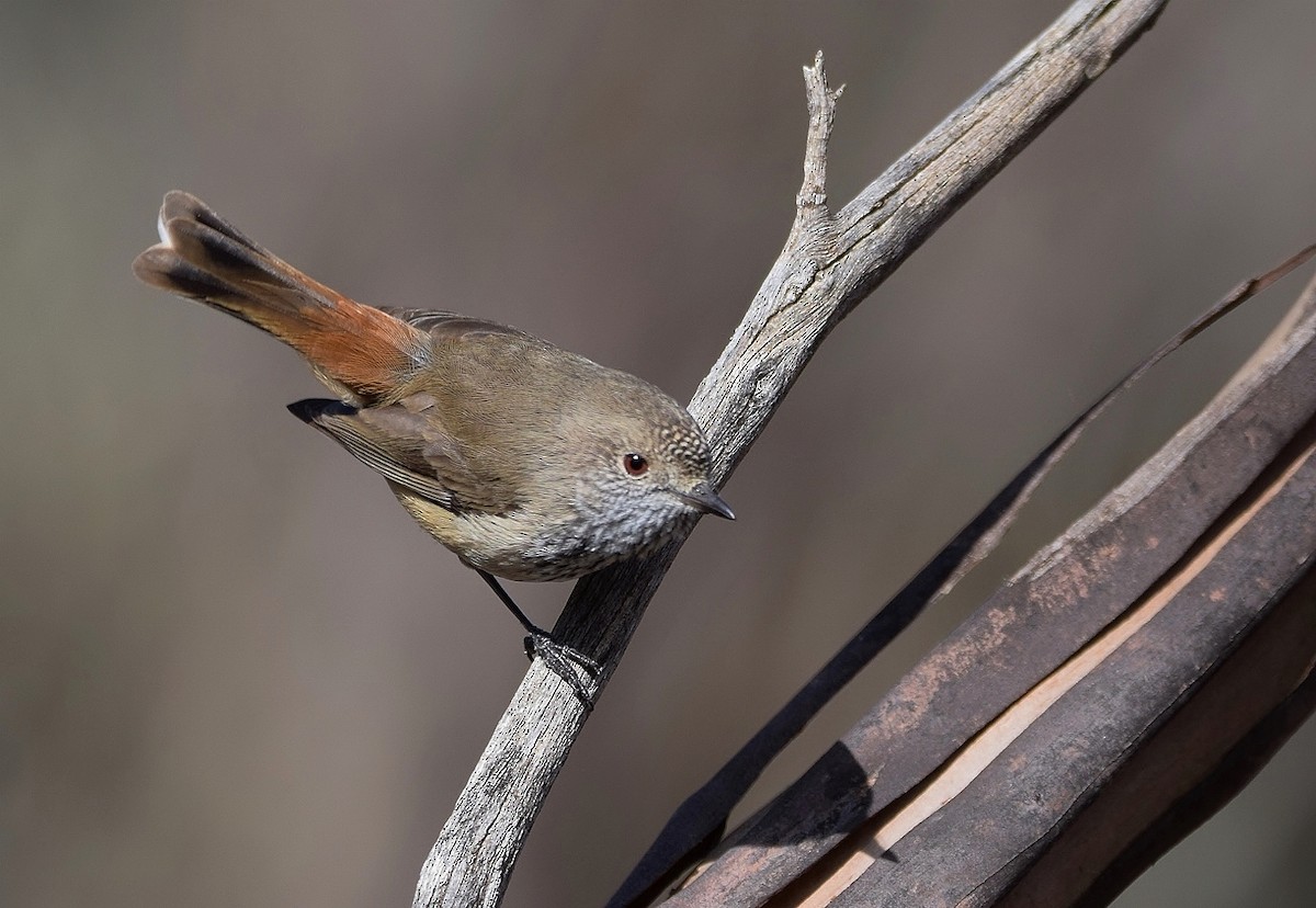 Inland Thornbill - ML458880001