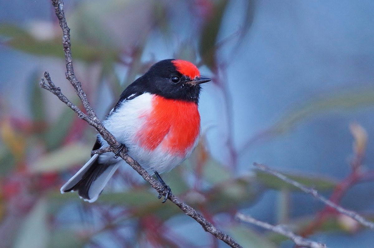 Red-capped Robin - ML458880721