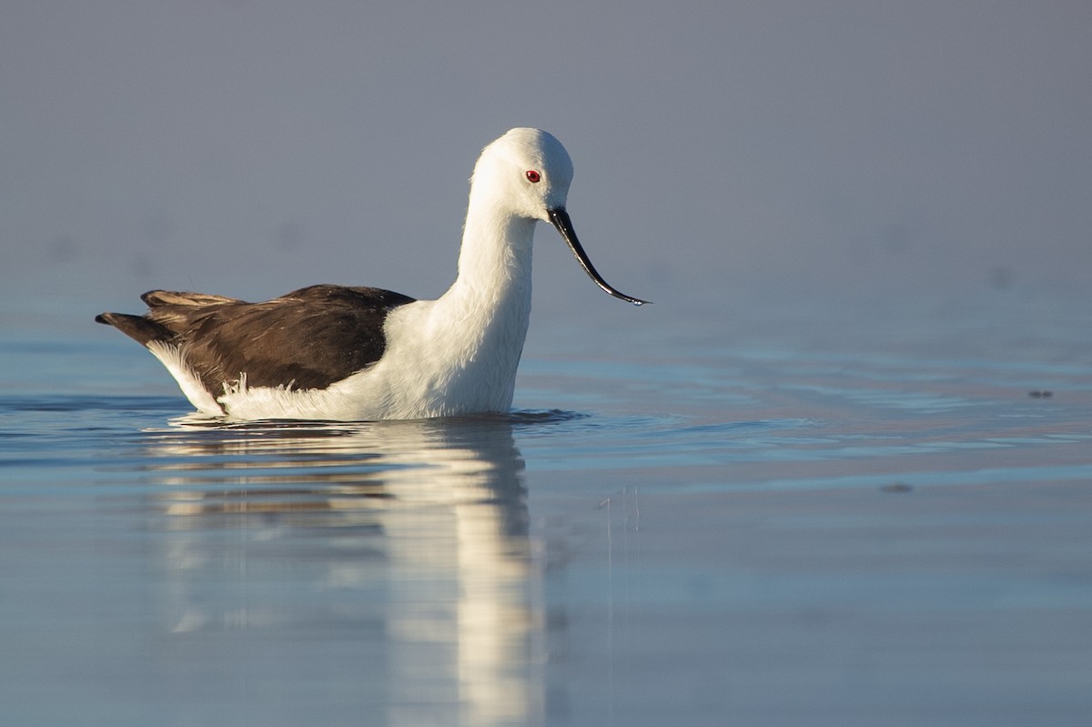 Andean Avocet - ML458880811