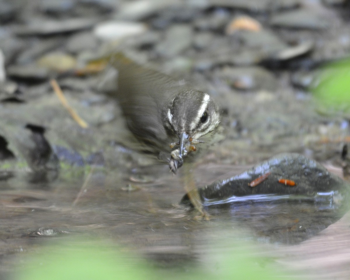 Louisiana Waterthrush - ML458881201