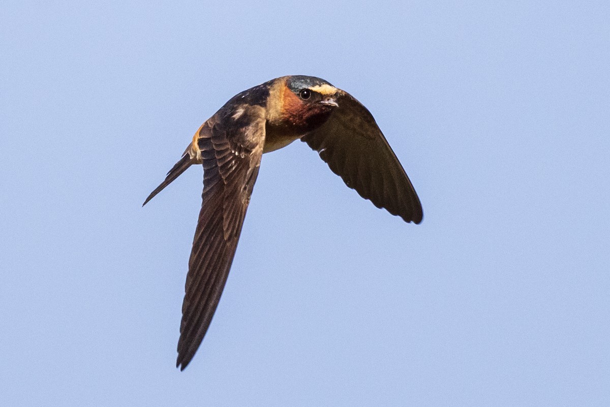 Cliff Swallow - ML458881231