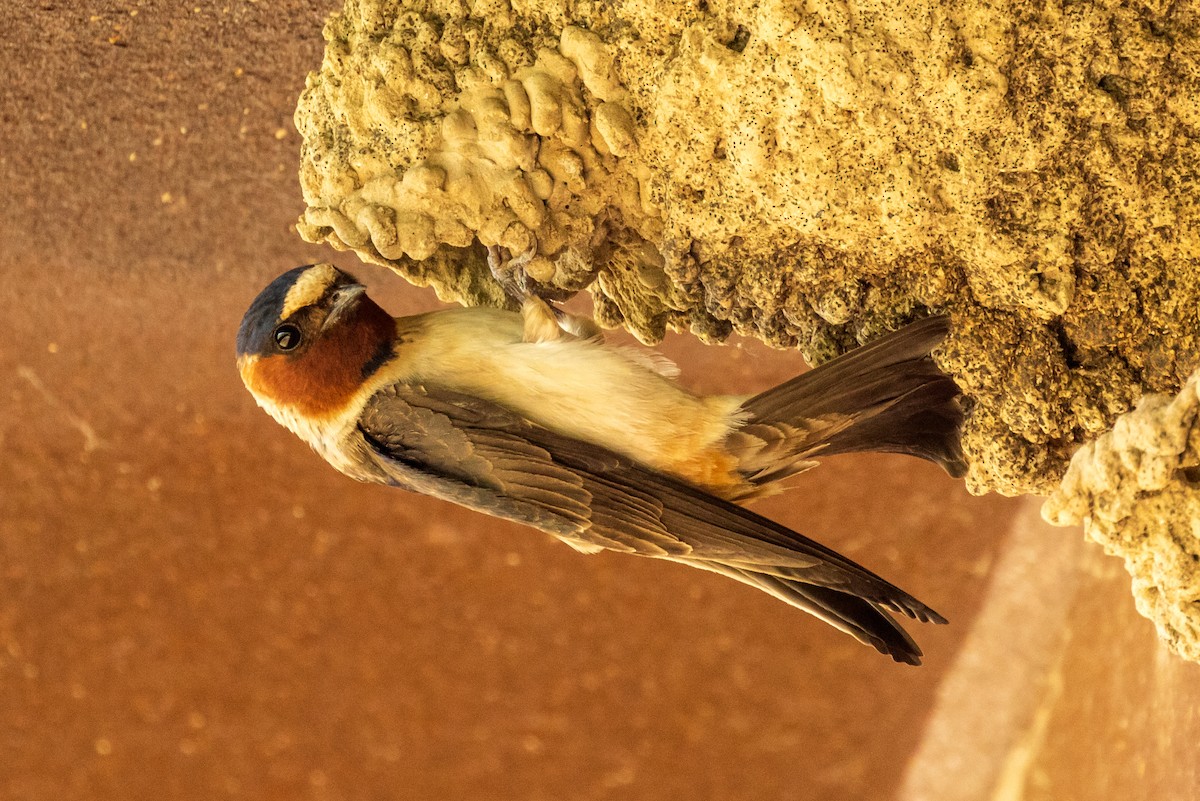 Cliff Swallow - ML458881281