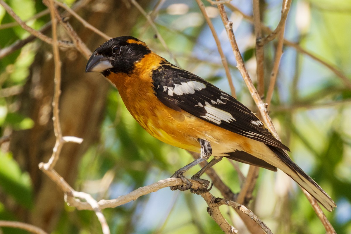 Black-headed Grosbeak - ML458881641