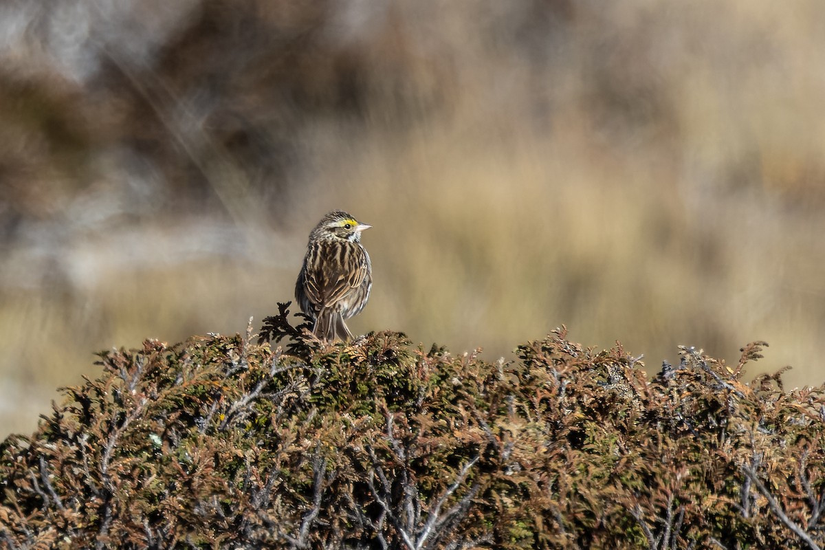 稀樹草鵐 - ML458883241