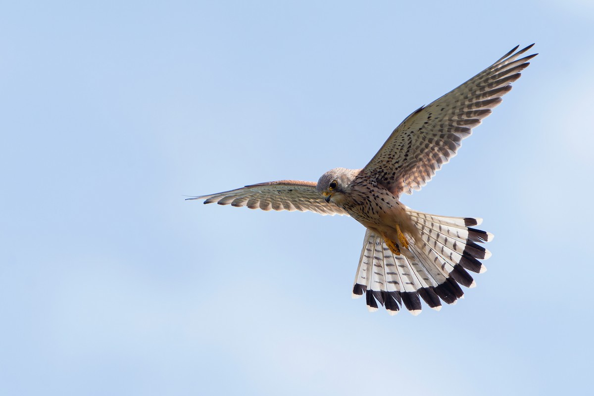 Eurasian Kestrel - ML458883251