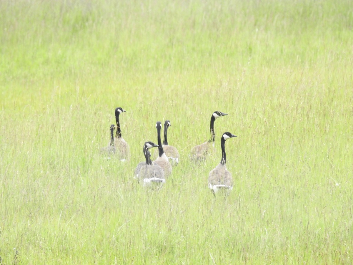 Canada Goose - ML458883481