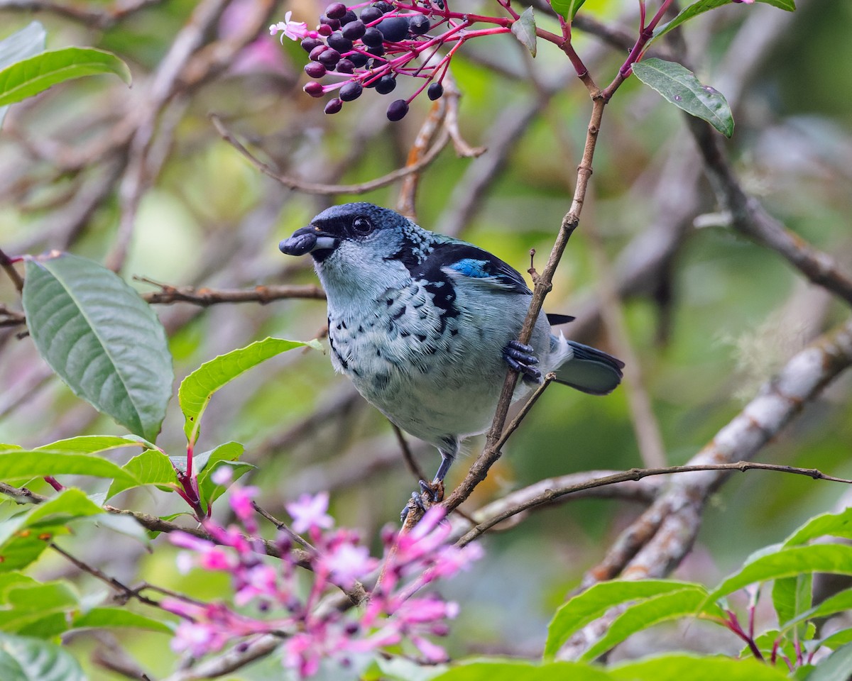 Azure-rumped Tanager - ML458885001